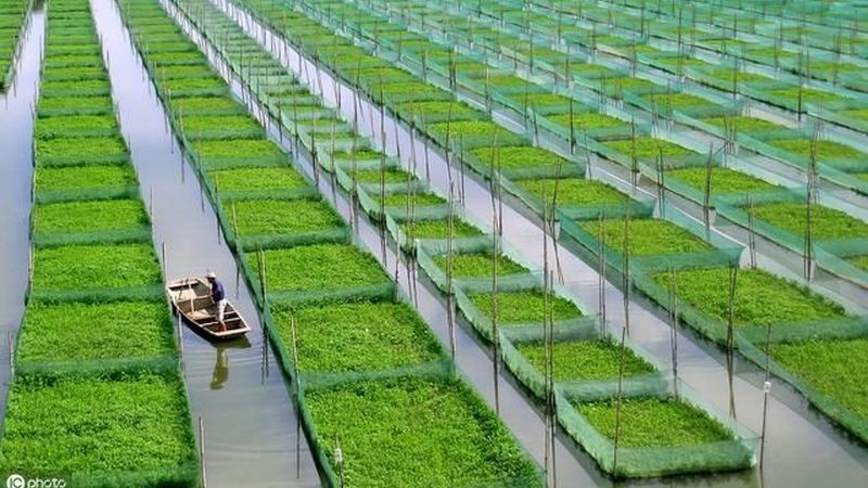 在种子批发市场进货时，首先要关注种子的质量。优质种子应具备以下特点：