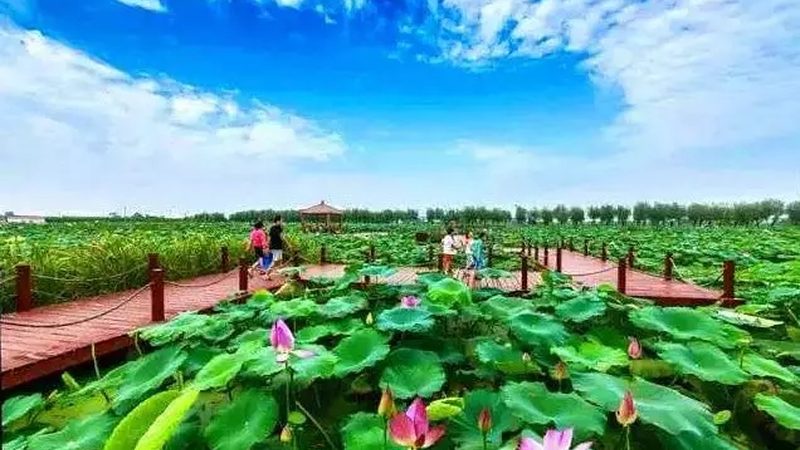 日光温室智能化改造：迈向高效农业的未来**
