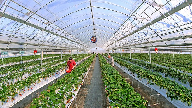 绿色食品认证生产基地检查要点解析