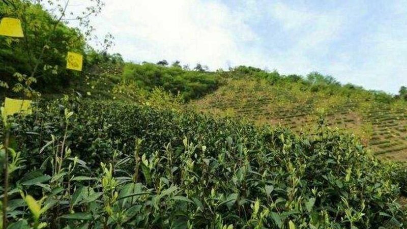 成都家庭农场加盟，政策支持下的新机遇