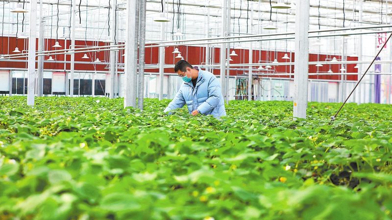 农村特色种植项目：挖掘农业新蓝海