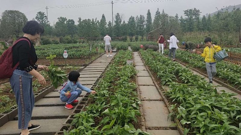 现代农业智能灌溉系统：如何选择最适合自己的方案**