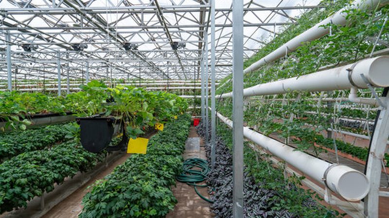有机蔬菜社区团购，如何选择靠谱平台？**