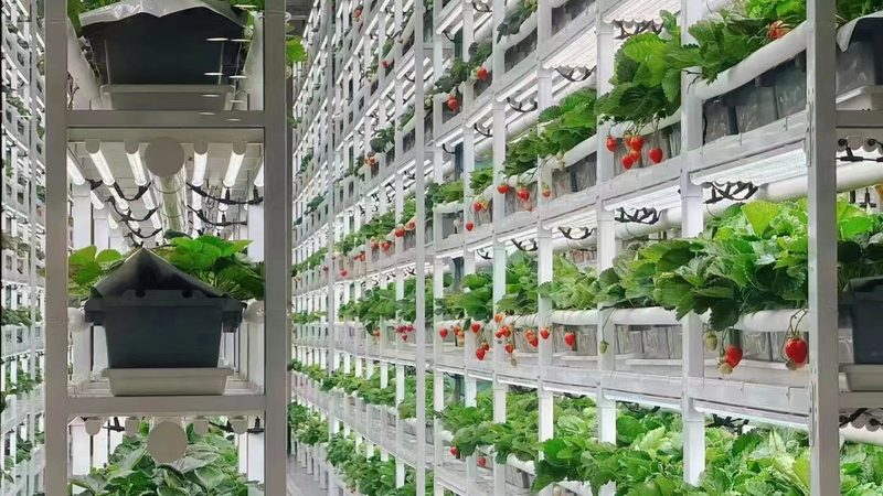 大疆农业植保无人机：不只是价格，更是科技与效率的融合**